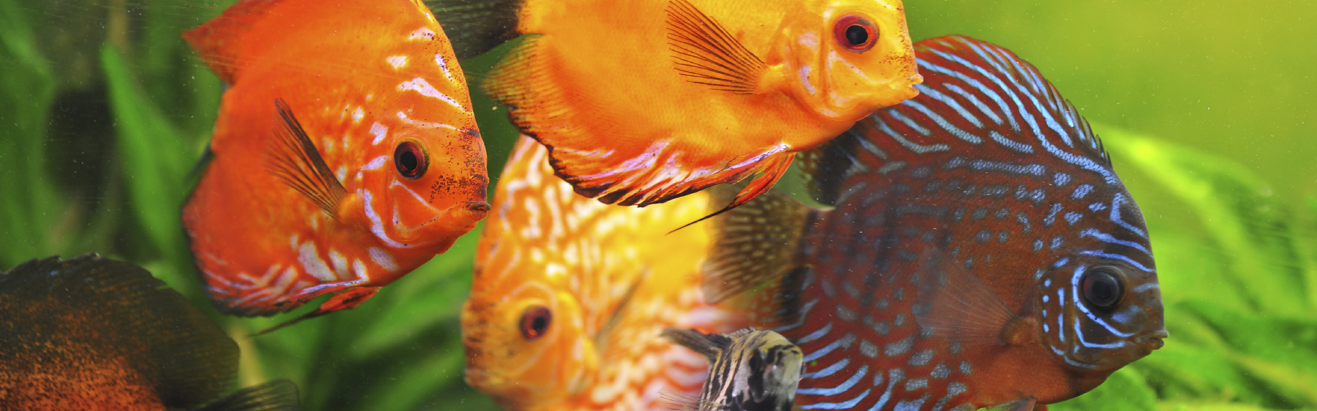 Aquarium EvoUV