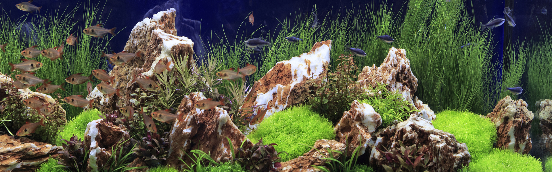Pure Aquarium