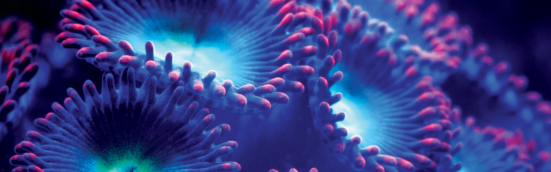 Pure Reef Balance
