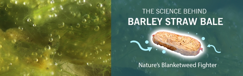 Using Barley Straw to fight blanket weed in your pond