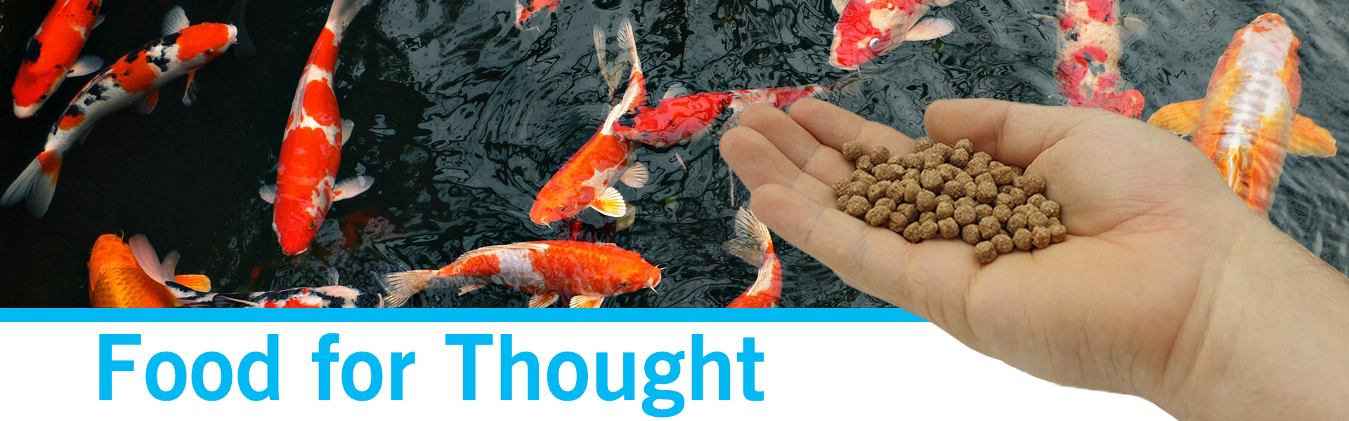 Food for Thought: Are You Feeding Your Fish Pond Right?