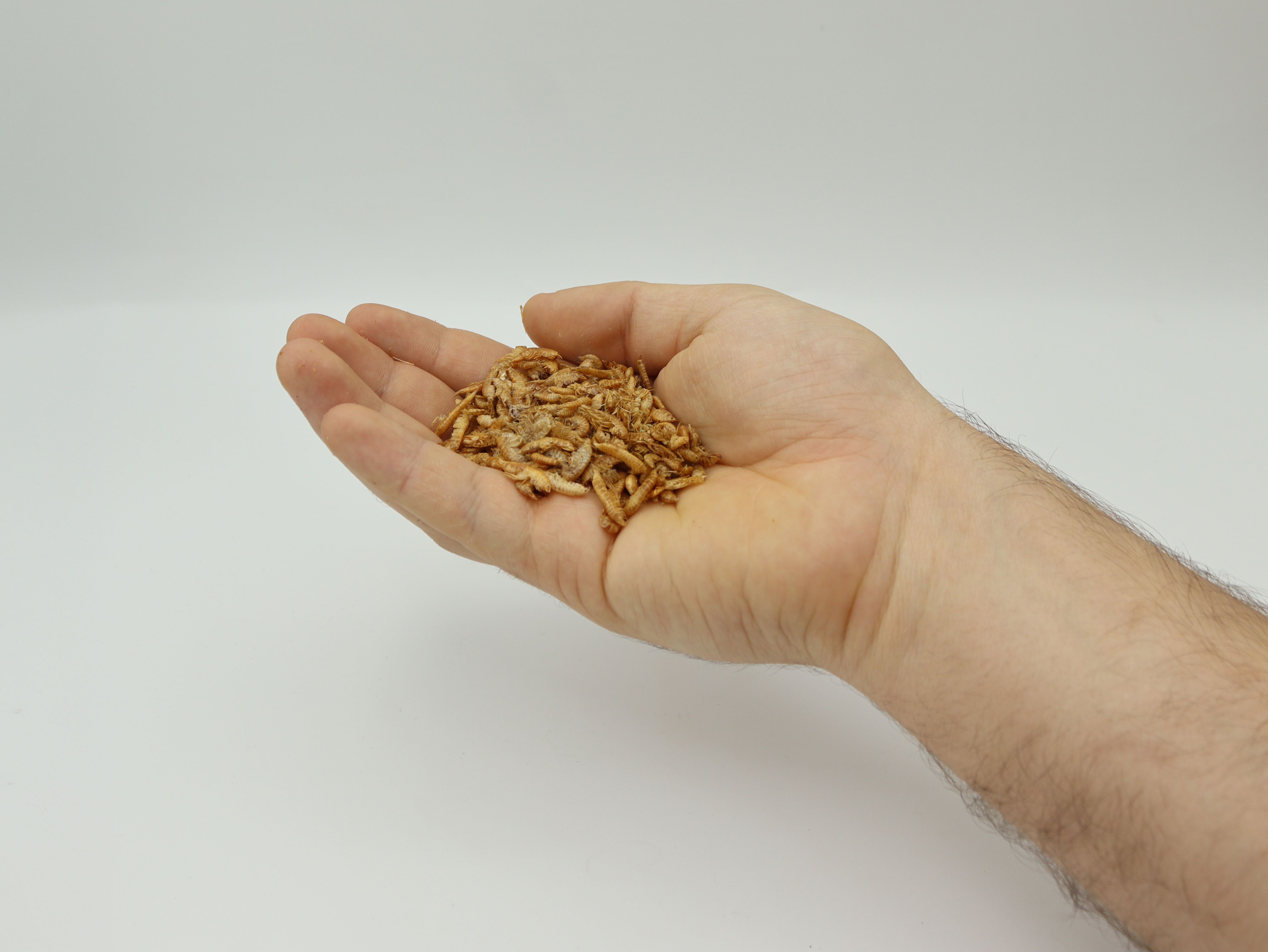 Easy To Feed Your Fish
