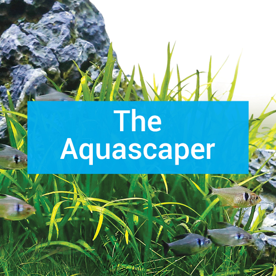 Home-Square-Text-TheAquascaper-1_1