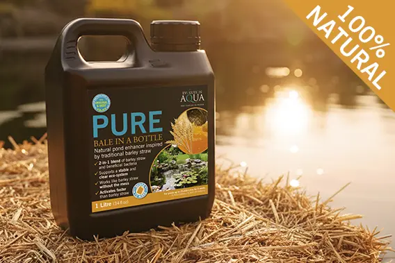 All-Natural Icon – Safe for Pond Wildlife