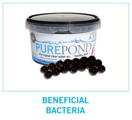 Pond bacteria