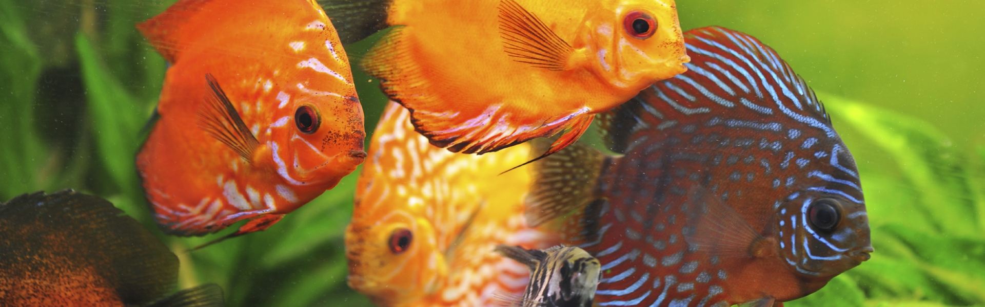 Aquarium EvoUV
